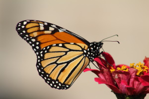 Monarch Butterfly Red Flower