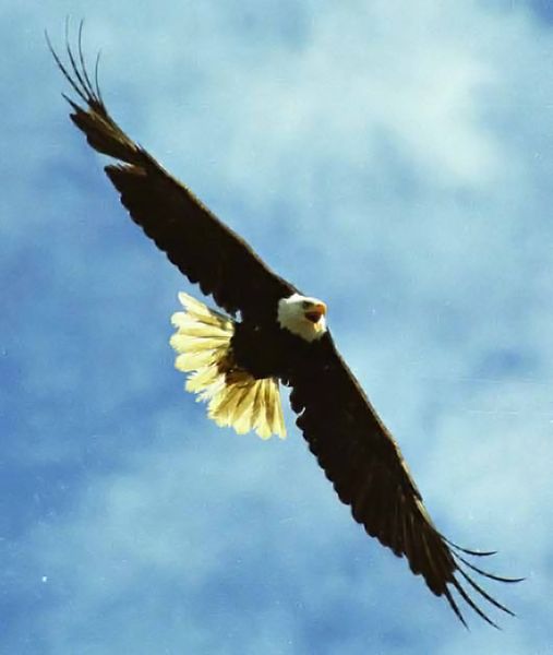 Not all ealgles migrate. Many bald eagles will remain in a place over ...