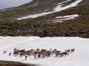 Reindeer on rocks snow