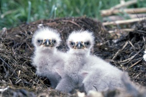Baby Eagle Chicks