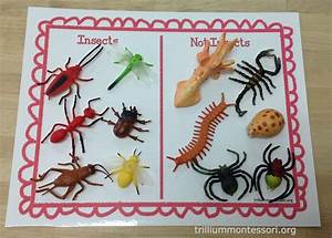 Sorting Insects/Non-insects