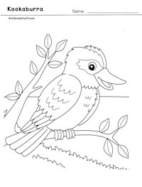 Kookaburra Coloring Page