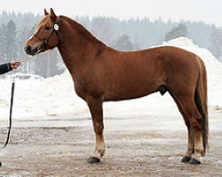 Finnhorse Stallion