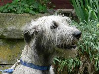 Irish Wolfhound