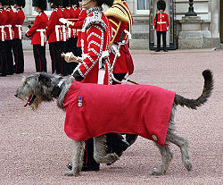 Irish Wolfhound