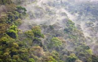 Peru Cloud Forests