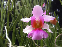 Vanda Miss Joaquim Orchid