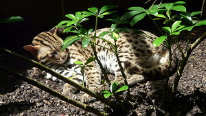 Leopard Cat Singapore Zoo
