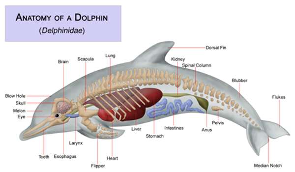 anatomy of a dolphin