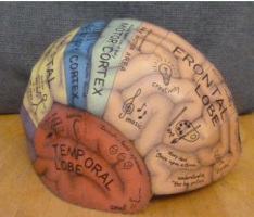 Brain Hemisphere Hat