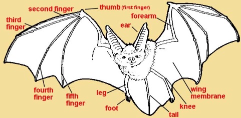 Bat Anatomy