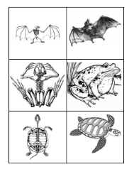 Animal Skeleton Cards