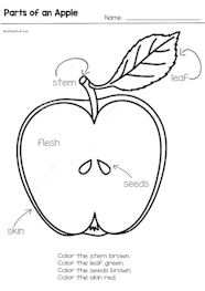 Parts of an Apple