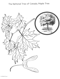Canada's National Tree, Maple Tree Coloring Page