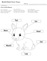 Rabbit Body Parts Name