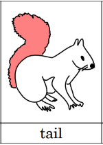 Squirrel anatomy nomenclature cards