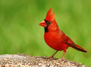 11 Interesting Cardinal Bird Facts You Should Know - Birds and Blooms