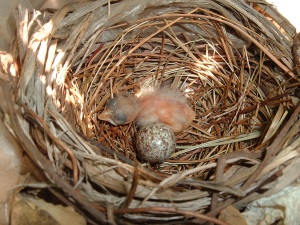 cardinals nesting habits