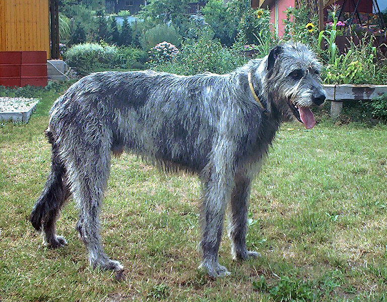 irish wolfhound male