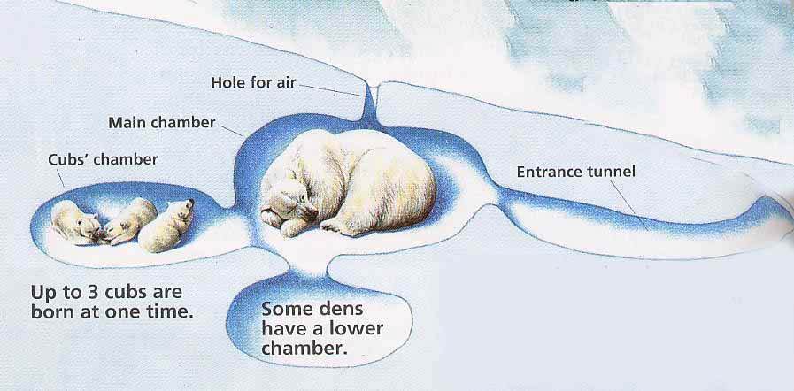 polar bear den 